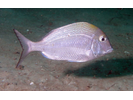 Sheepshead Porgy - Porgy (<i>Calamus penna</i>)