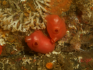 Shiny Orange Sea Squirt - Urochordates<br>(<i>Cnemidocarpa finmarkiensis</i>)