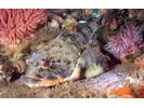 Shorthorn Sculpin - Sculpin<br>(<i>Myoxocephalus scorpius</i>)