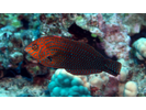 Shortnose Wrasse - Wrasse <br>(<i>Macropharyngodon geoffroy</i>)