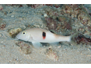 Sidespot Goatfish - Goatfish<br>(<i>Parupeneus pleurostigma</i>)