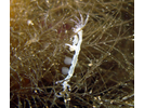 Skeleton Shrimp - Arthropods<br>(<i>Caprella sp.</i>)