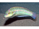 Slippery Dick - Wrasse<br>(<i>Halichoeres bivittatus</i>)