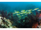 Blue-and-Gold Snapper - Snapper - Pargo<br>(<i>Lutjanus viridis</i>)