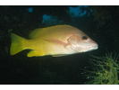 Amarillo (Yellow) Snapper - Snapper - Pargo<br>(<i>Lutjanus argentiventris</i>)