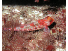 Snubnose Sculpin - Marine Sculpins<br>(<i>Orthonopias triacis</i>)