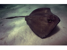 Southern Stingray - Stingray<br>(<i>Hypanus americanus</i>)