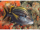 Spanish Grunt - Grunt<br>(<i>Haemulon macrostoma</i>)
