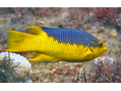Spanish Hogfish - Wrasse (<i>Bodianus rufus</i>)