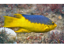 Spanish Hogfish - Wrasse<br>(<i>Bodianus rufus</i>)