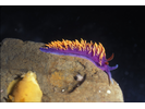 Spanish Shawl - Mollusks<br>(<i>Flabellina iodinea</i>)