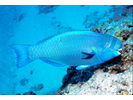 Spectacled Parrotfish - Parrotfish<br>(<i>Chlorurus perspicillatus</i>)