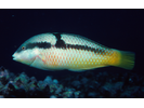 Spinster Wrasse - Wrasse - Señorita (<i>Halichoeres nicholsi</i>)