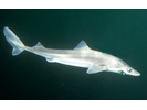 Spiny Dogfish - Dogfish<br>(<i>Squalus acanthias</i>)