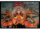 Spiny Lobster - Arthropods<br>(<i>Panulirus interruptus</i>)