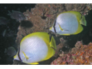 Spotfin Butterflyfish - Butterflyfish (<i>Chaetodon ocellatus</i>)