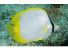 Spotfin Butterflyfish - Butterflyfish<br>(<i>Chaetodon ocellatus</i>)