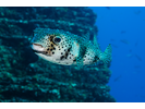 Spotfin Burrfish - Porcupinefish<br>(<i>Chilomycterus reticulatus</i>)