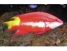 Spotfin Hogfish - Wrasse<br>(<i>Bodianus pulchellus</i>)