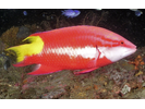 Spotfin Hogfish - Wrasse (<i>Bodianus pulchellus</i>)