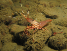 Spot Prawn - Arthropods<br>(<i>Pandalus platyceros</i>)