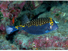 Spotted Boxfish - Boxfish <br>(<i>Ostracion meleagris</i>)