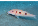 Spotted Goatfish - Goatfish<br>(<i>Pseudupeneus maculatus</i>)