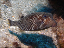 Spotted Boxfish - Boxfish <br>(<i>Ostracion meleagris</i>)
