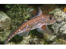 Spotted Ratfish - Chimaera<br>(<i>Hydrolagus colliei</i>)