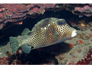 Spotted Trunkfish - Boxfish<br>(<i>Lactophrys bicaudalis</i>)