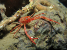 Squat Lobster - Arthropods<br>(<i>Munida quadrispina</i>)