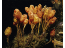 Stalked Tunicate - Urochordates<br>(<i>Boltenia ovifera</i>)