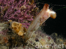 Stalked Tunicate - Urochordates<br>(<i>Styela montereyensis</i>)