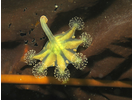 Stalked Jelly - Cnidarians<br>(<i>Haliclystus sp. / Lucernaria quadricornis</i>)