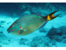 Stoplight Parrotfish - Parrotfish (<i>Sparisoma viride</i>)