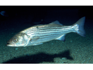 Striped Bass - Temperate Perch<br>(<i>Morone saxatilis</i>)