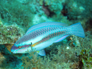 Striped Parrotfish - Parrotfish<br>(<i>Scarus iseri</i>)