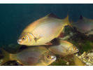Striped Seaperch - Surfperch<br>(<i>Embiotoca lateralis</i>)
