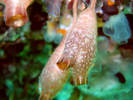 Club Tunicate (exotic) - Urochordates<br>(<i>Styela clava</i>)