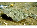 Summer Flounder - Flounder (<i>Paralichthys dentatus</i>)