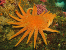 Sunflower Star - Echinoderms<br>(<i>Pycnopodia helianthoides</i>)