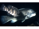 Tautog - Wrasse<br>(<i>Tautoga onitis</i>)