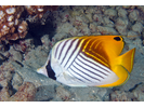Threadfin Butterflyfish - Butterflyfish<br>(<i>Chaetodon auriga</i>)