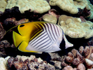 Threadfin Butterflyfish - Butterflyfish<br>(<i>Chaetodon auriga</i>)