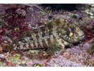 Tompot Blenny - Blenny - Combtooth<br>(<i>Parablennius gattorugine</i>)