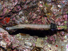 Pacific Trumpetfish - Trumpetfish<br>(<i>Aulostomus chinensis</i>)