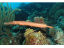 Trumpetfish - Trumpetfish (<i>Aulostomus maculatus</i>)