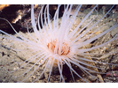 Tube-dwelling Anemone - Cnidarians<br>(<i>Pachycerianthus fimbriatus</i>)
