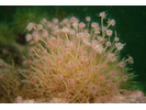 Tubularian Hydroid - Cnidarians<br>(<i>Ectopleura crocea</i>)