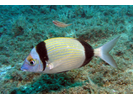 Two-banded Seabream - Porgy<br>(<i>Diplodus vulgaris</i>)